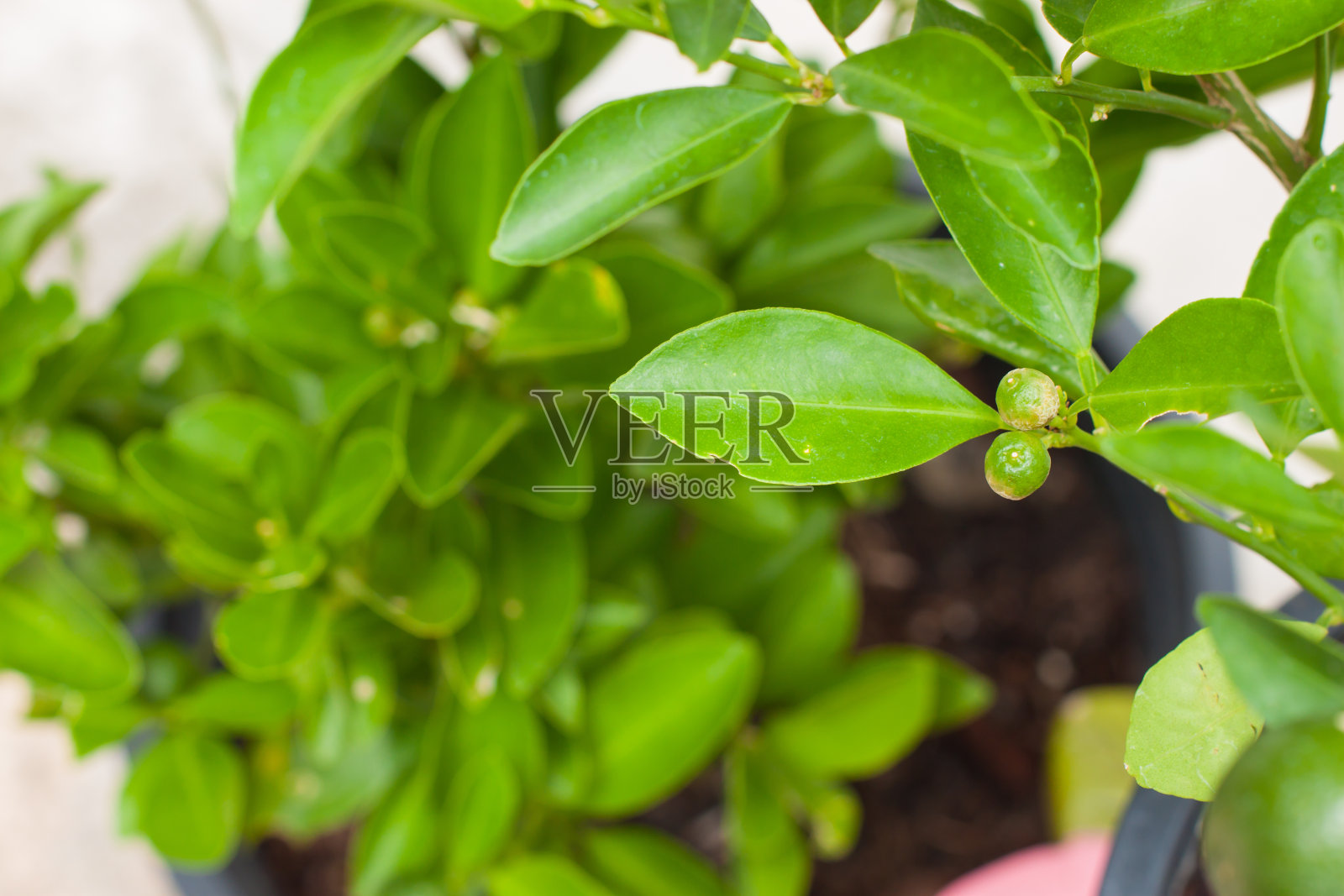 橙树照片摄影图片