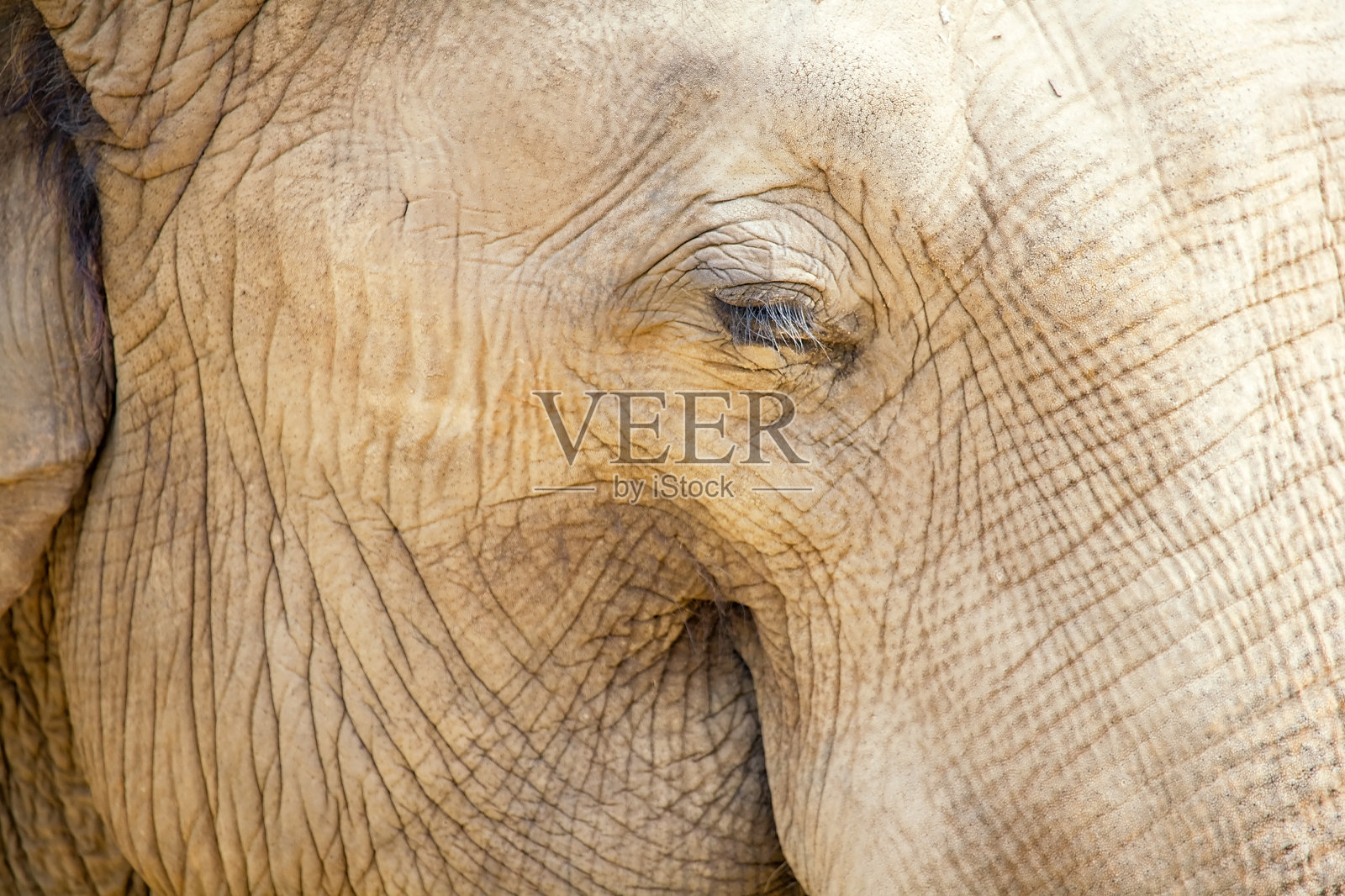 大象照片摄影图片