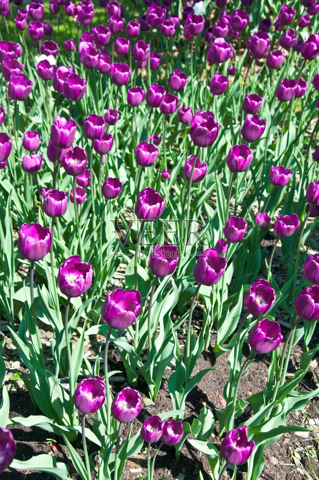 早晨阳光下的紫色郁金香田照片摄影图片