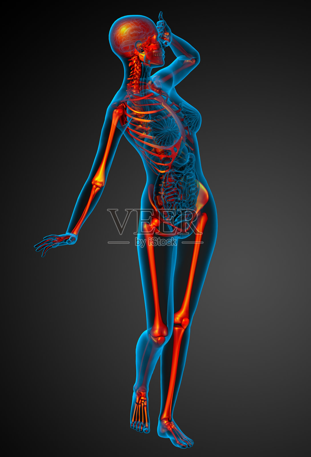 人体骨骼的3D医学插图照片摄影图片