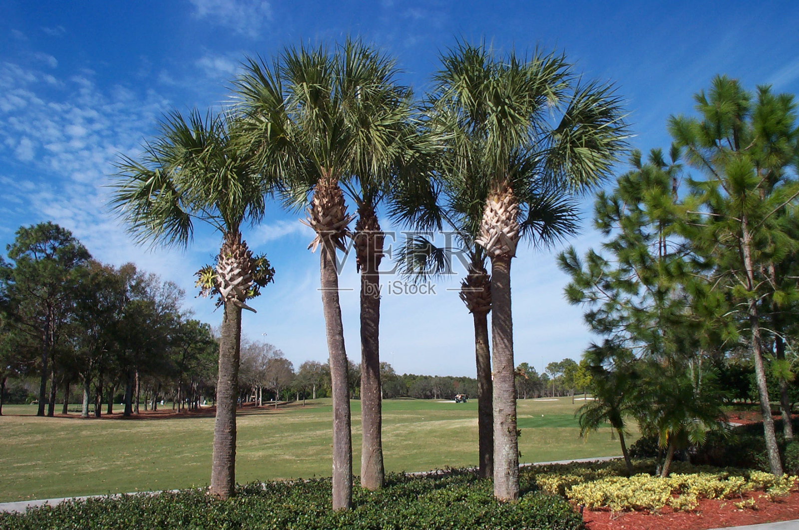 四个棕榈集群照片摄影图片