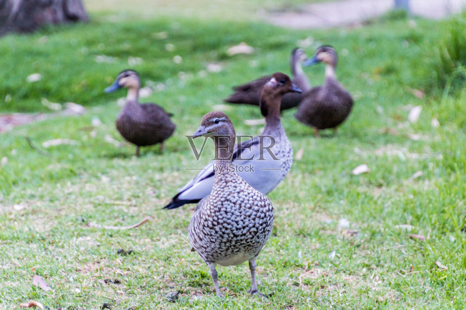 鸭游行照片摄影图片