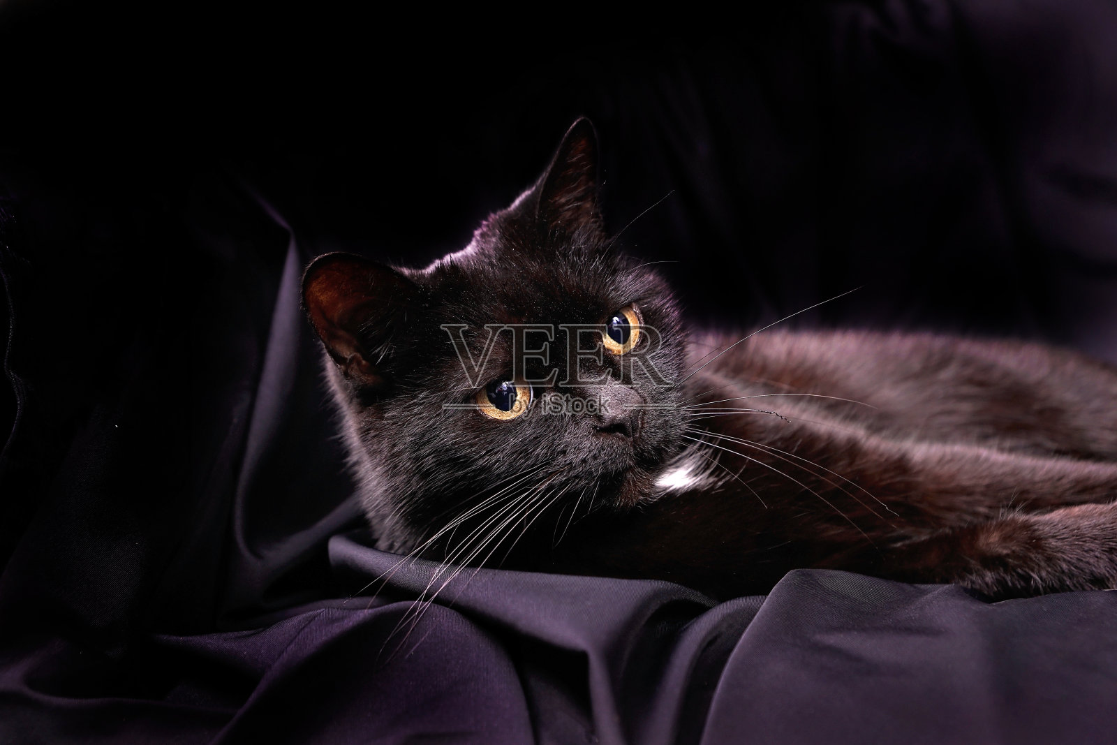 黑色的猫照片摄影图片