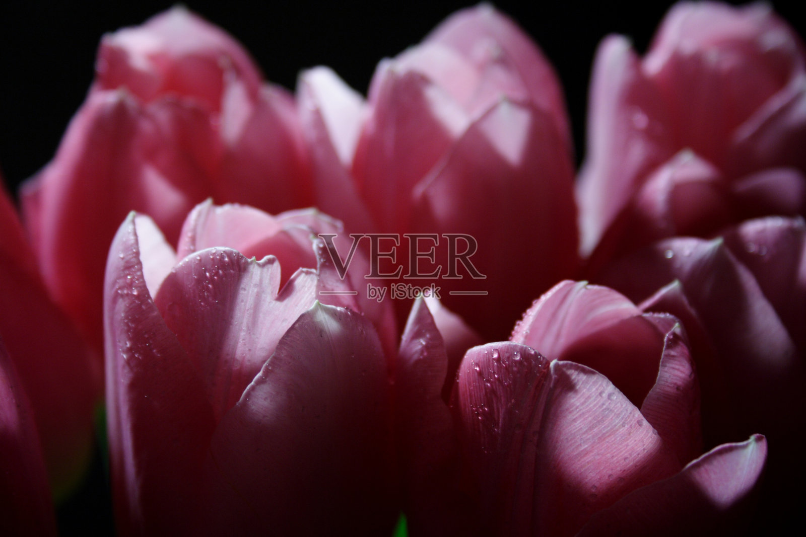 粉色郁金香照片摄影图片