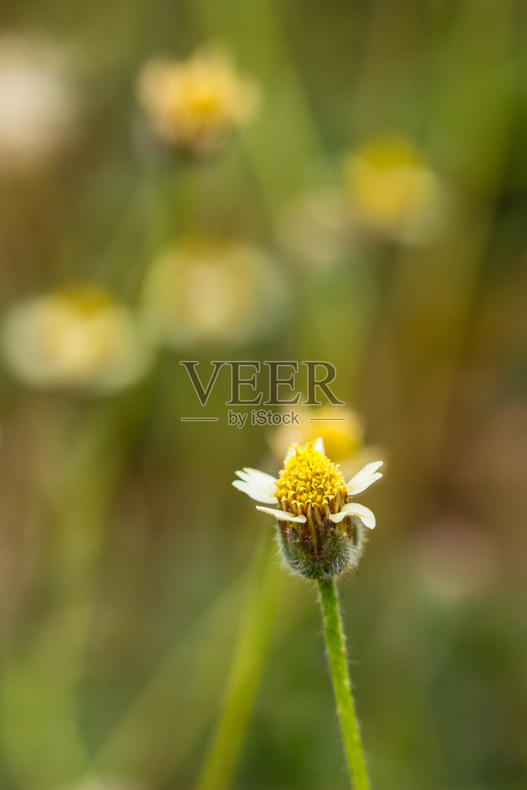 微距照片的草花照片摄影图片