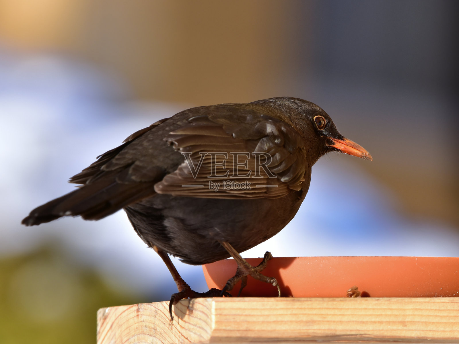 黑鸟照片摄影图片
