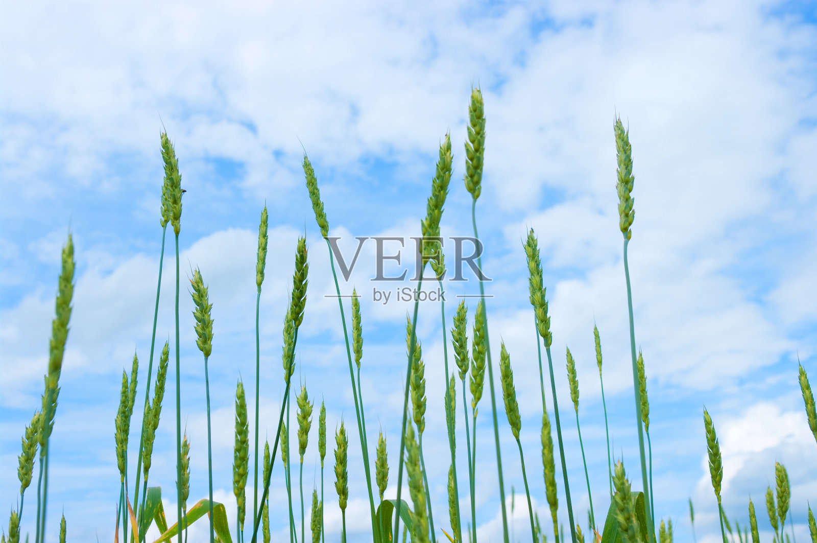 小麦照片摄影图片