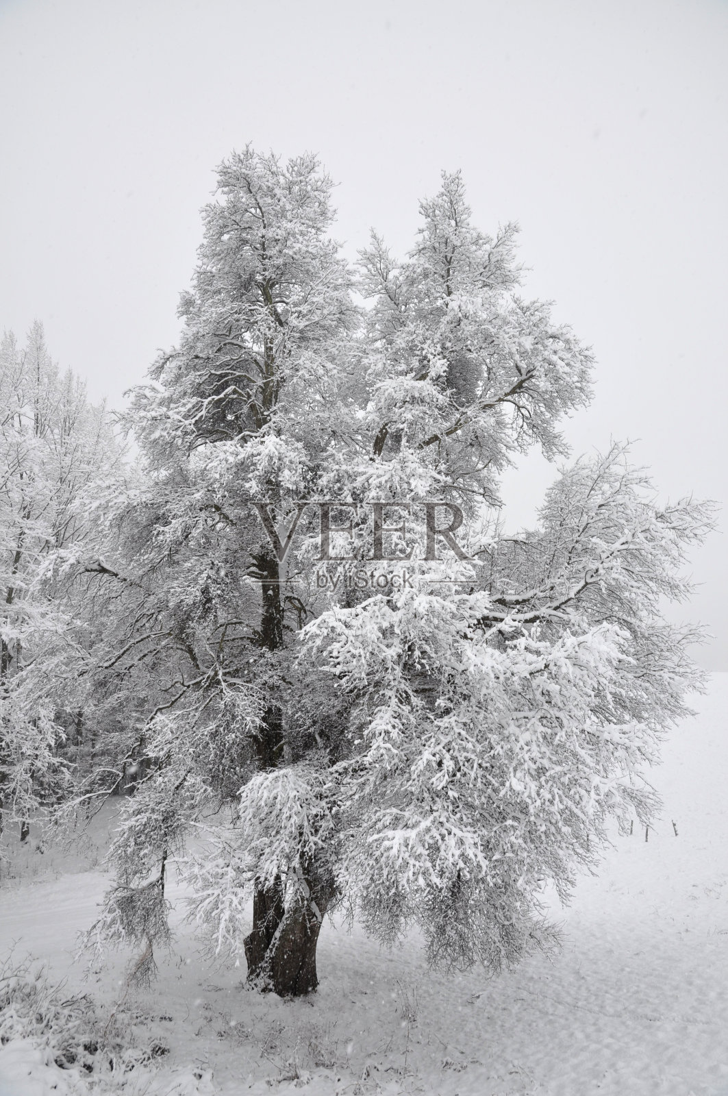 冬天的树照片摄影图片