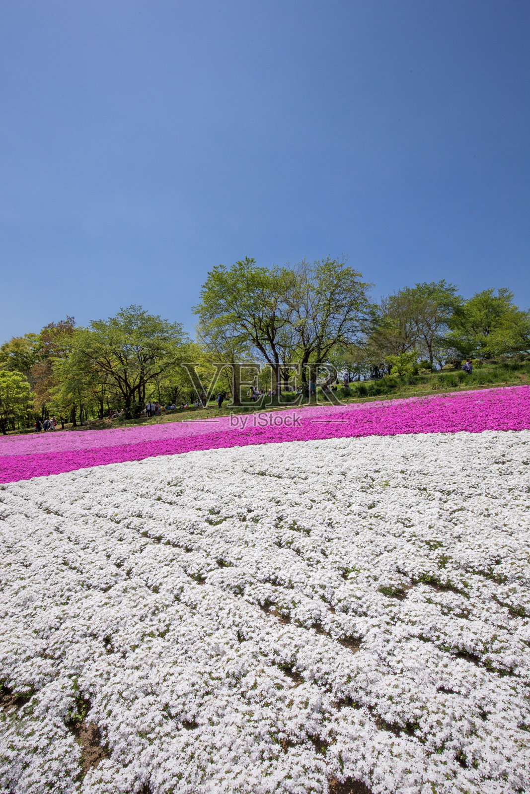 一边开花的夹竹桃(埼玉日山公园)照片摄影图片