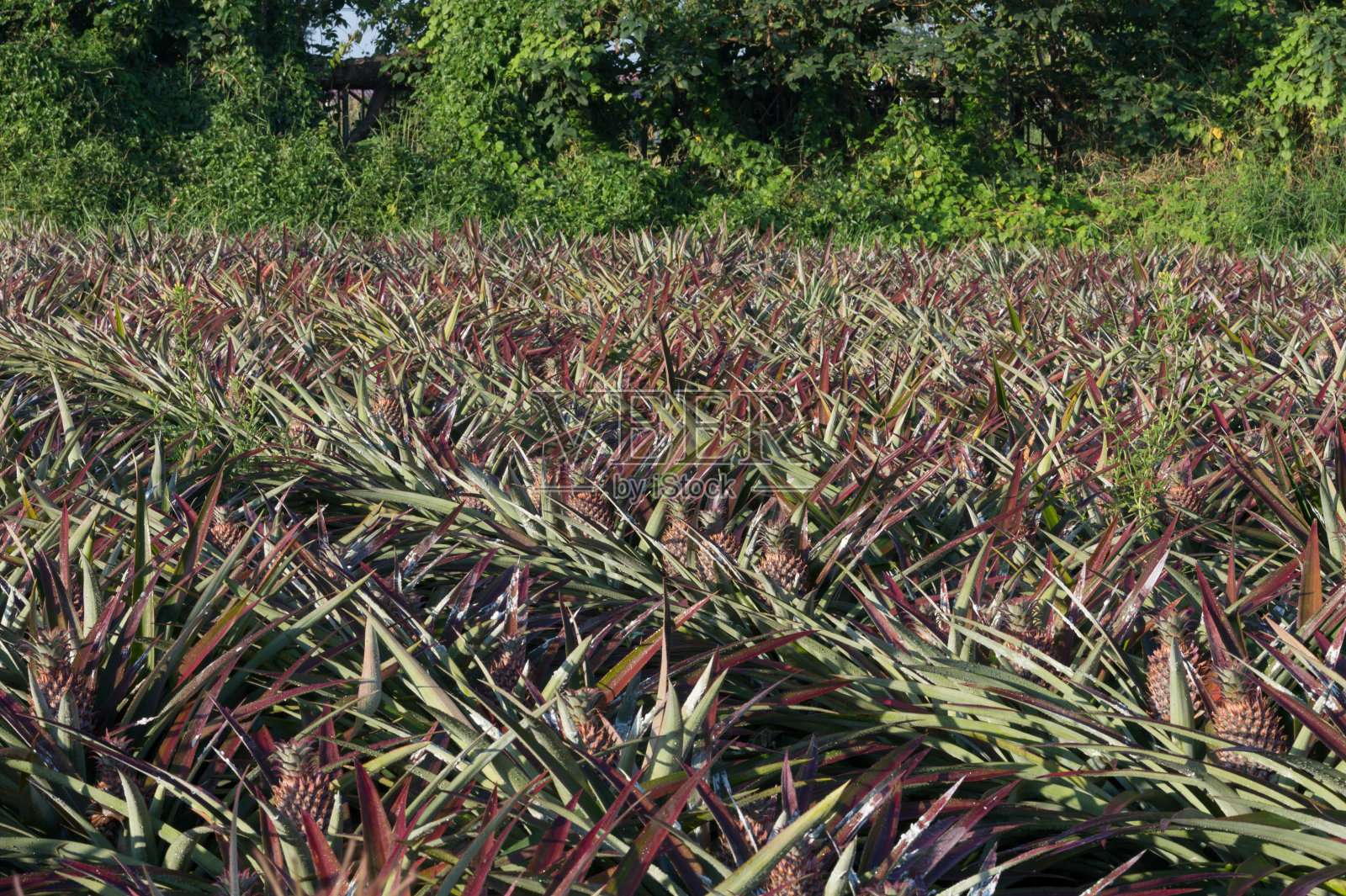 菠萝田里的菠萝。农场农业概念。照片摄影图片