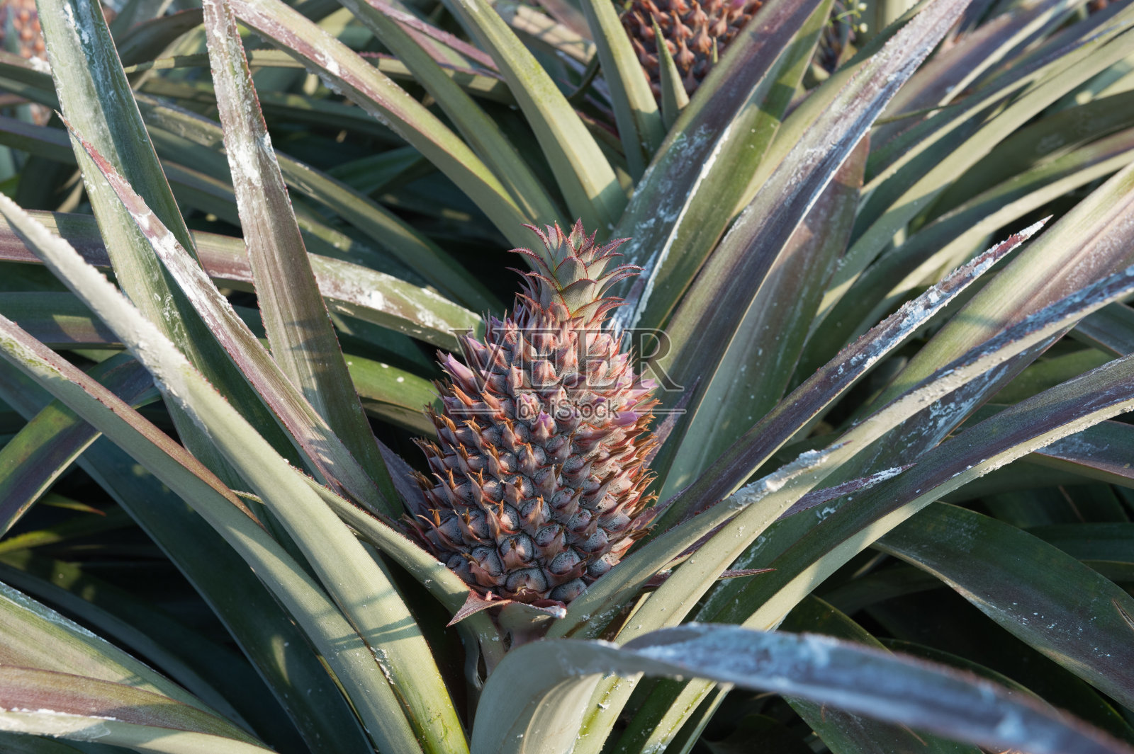 菠萝田里的菠萝。农场农业概念。照片摄影图片