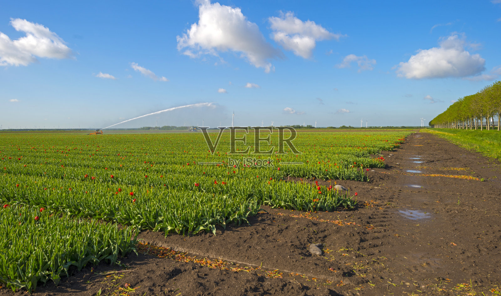 春天，水枪用郁金香灌溉田地照片摄影图片