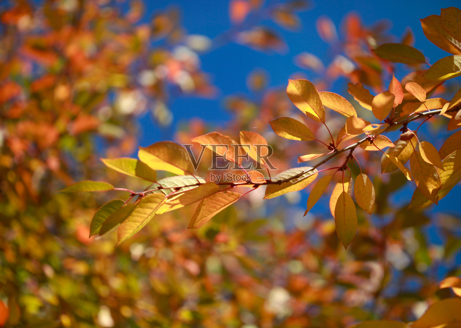 金色的树叶照片摄影图片