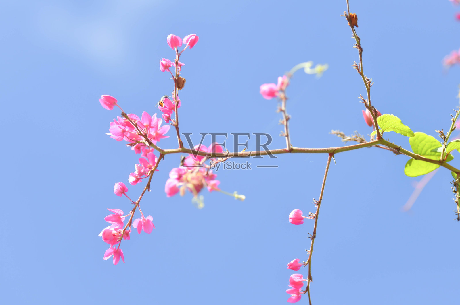 墨西哥蔓藤，蜂丛，安提冈花照片摄影图片