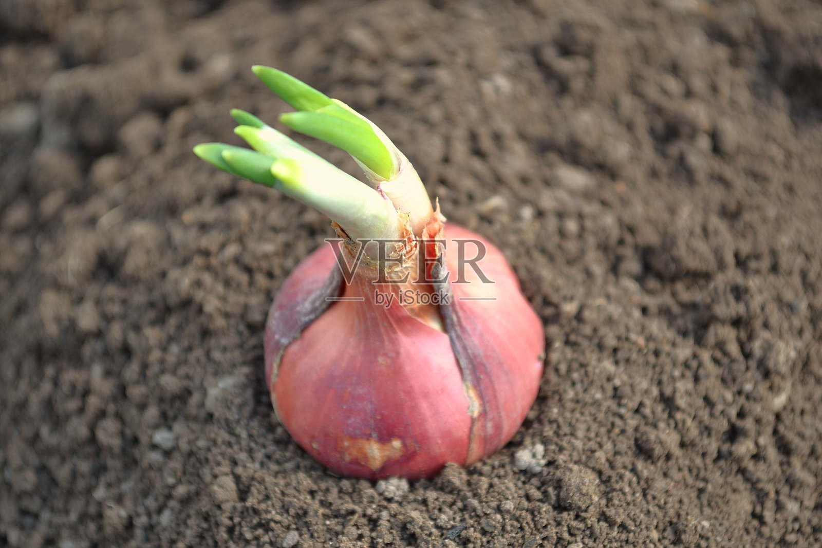 洋葱照片摄影图片