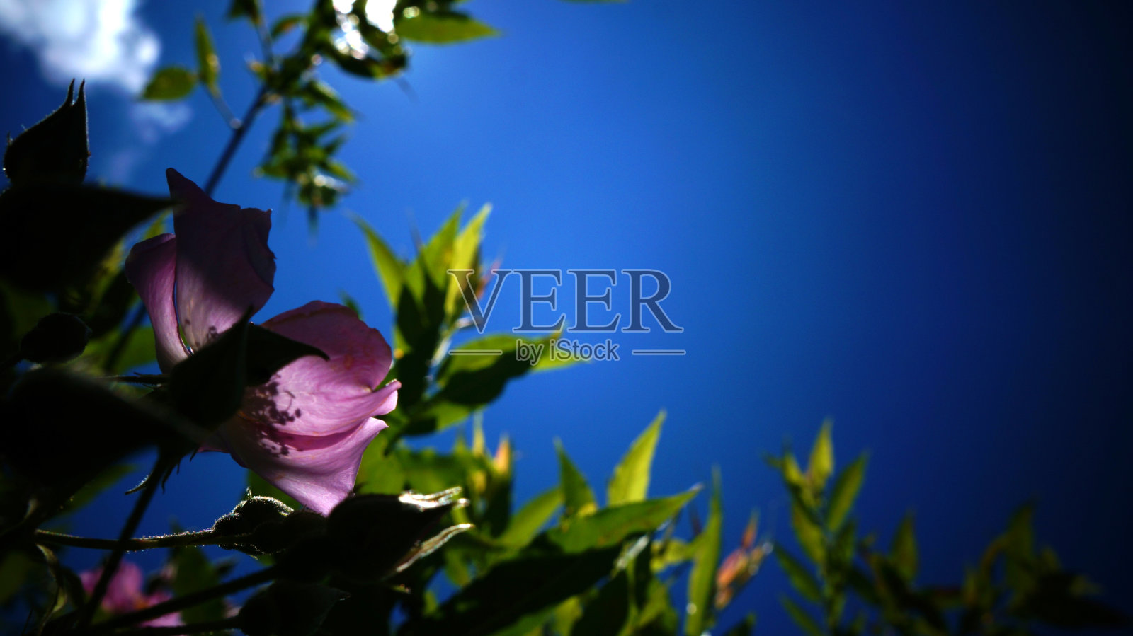 Beach Rose (Rosa rugosa)和Copy Space照片摄影图片