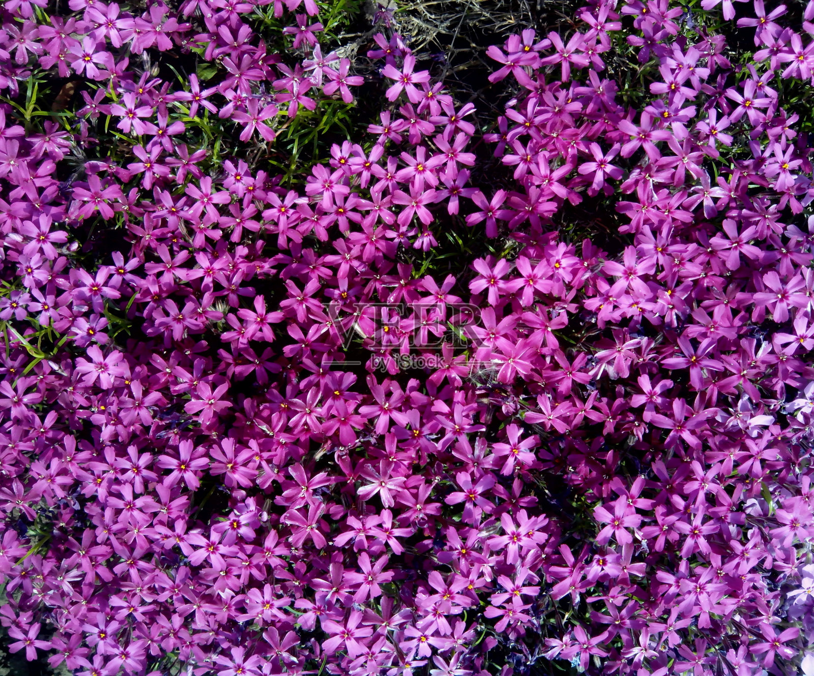 小淡紫色的花。花的背景。照片摄影图片