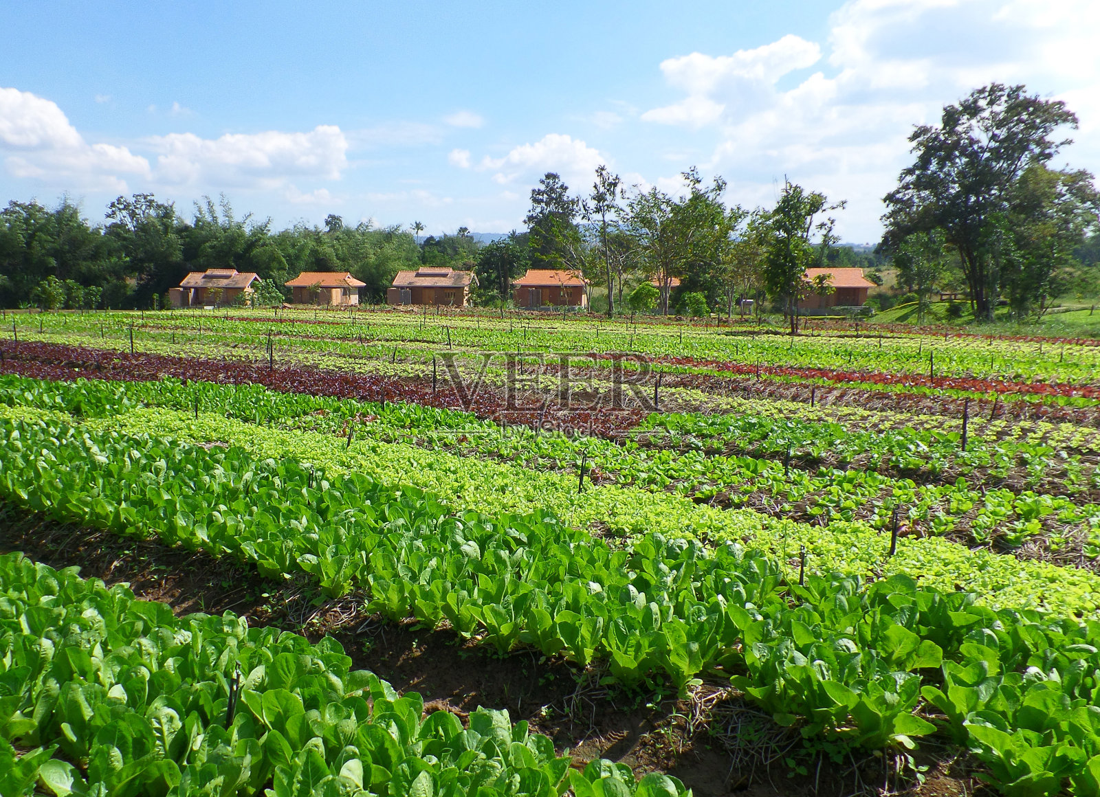 清晨阳光下的小农舍和菜场照片摄影图片