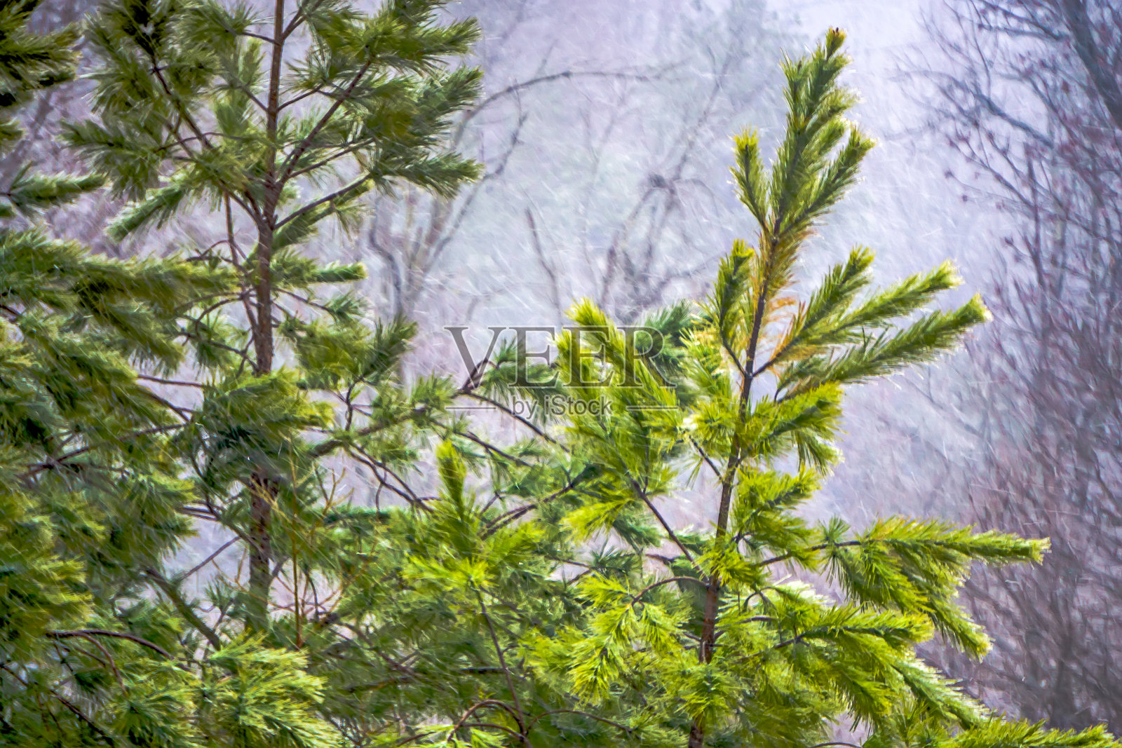 松树的树枝被冰覆盖着照片摄影图片