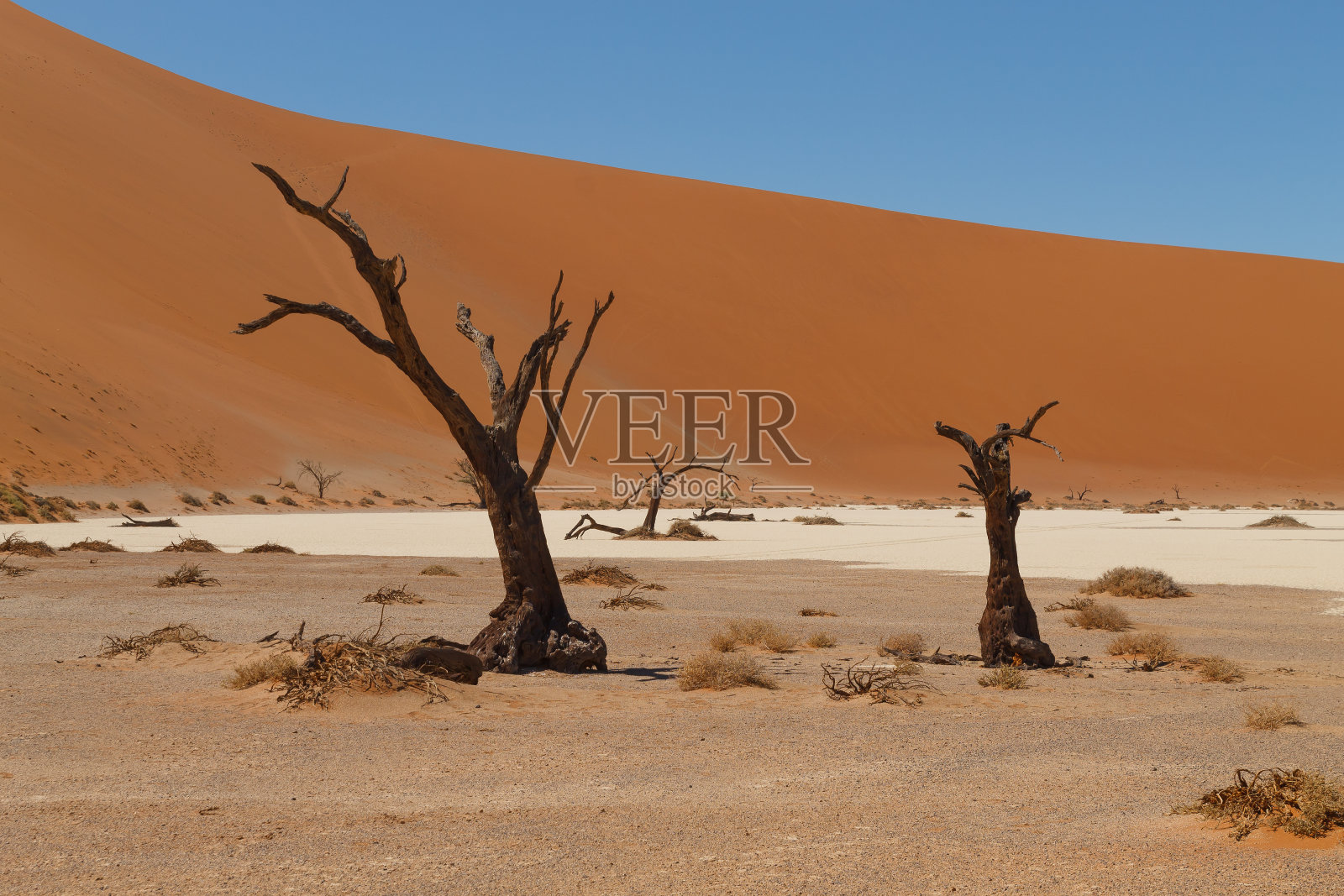 死亡树隐谷照片摄影图片