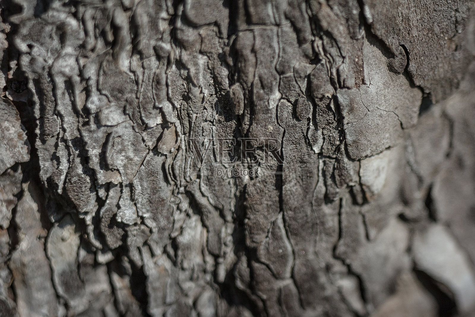 树皮的树照片摄影图片