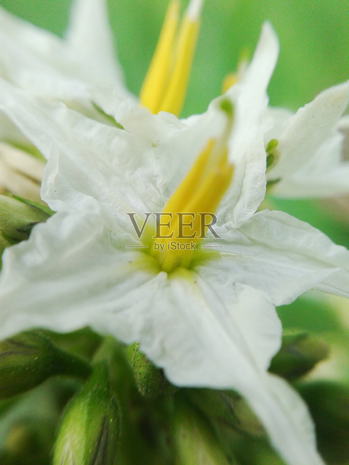 土耳其贝瑞花照片摄影图片