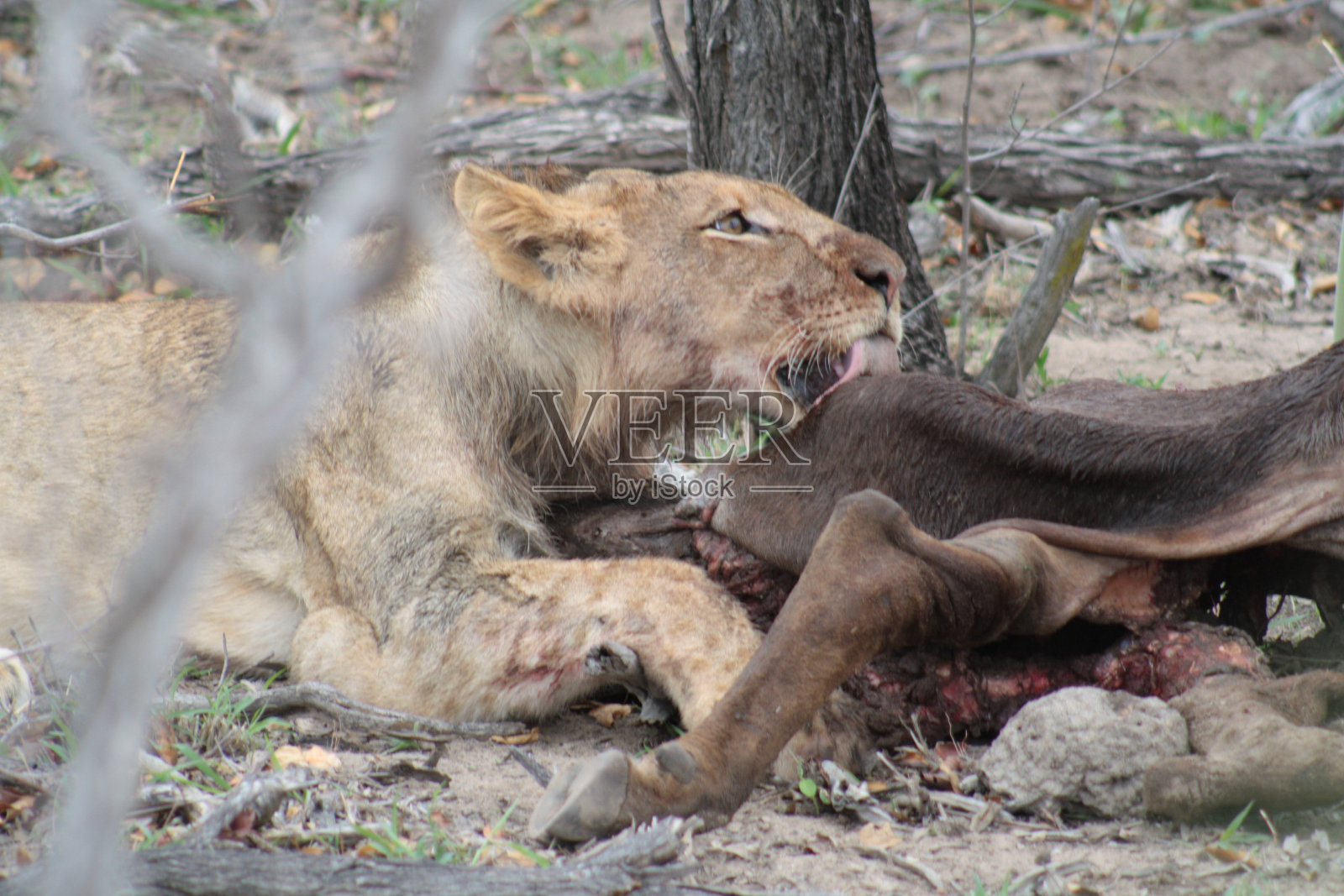在南非的一次狩猎旅行中，母狮正在吃她的猎物照片摄影图片