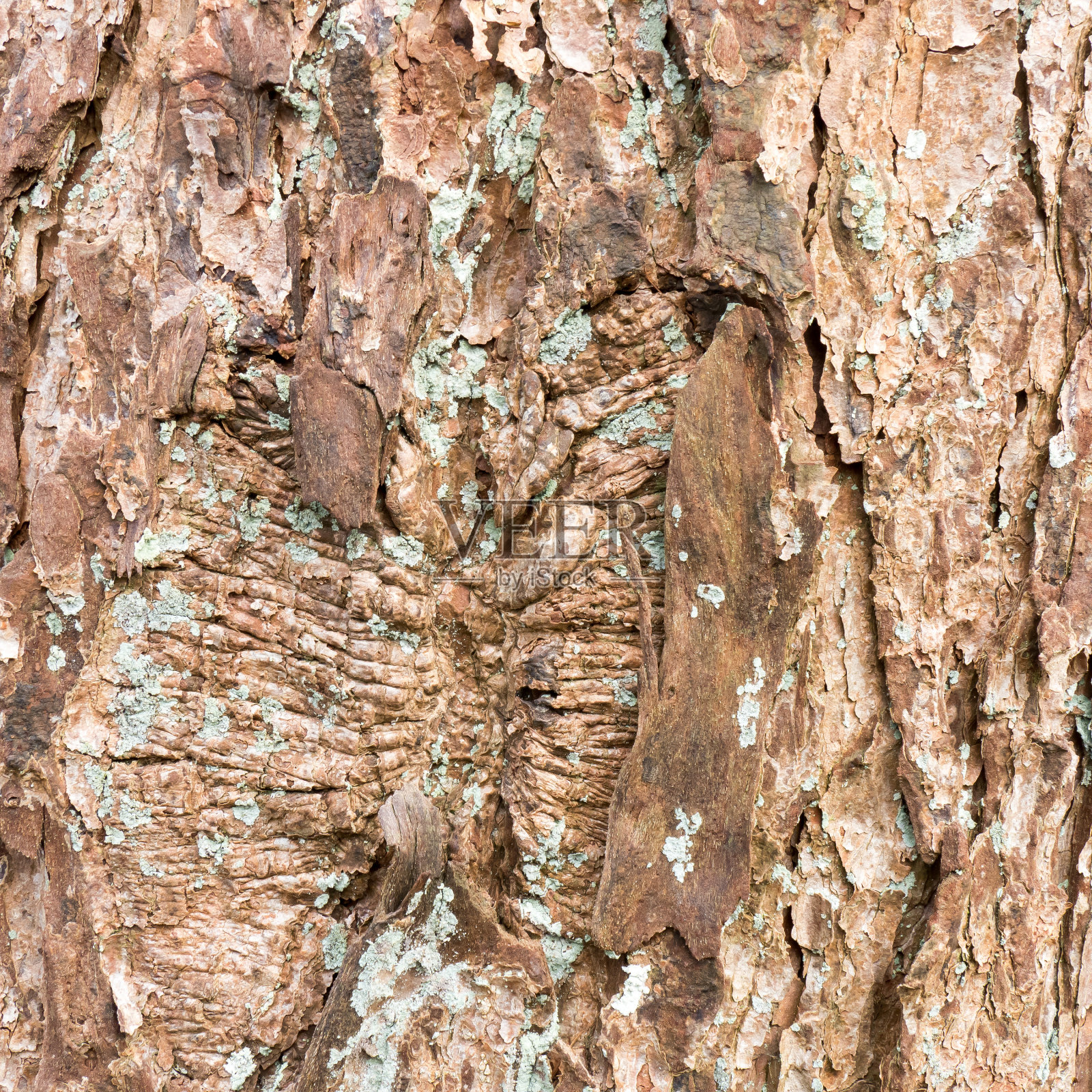 树皮。照片摄影图片