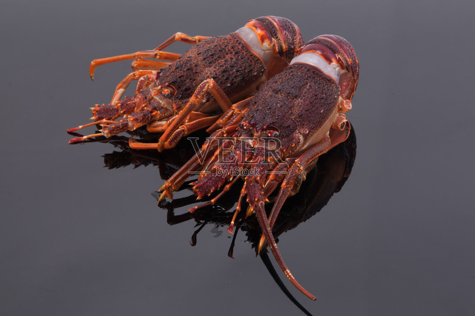 龙虾照片摄影图片