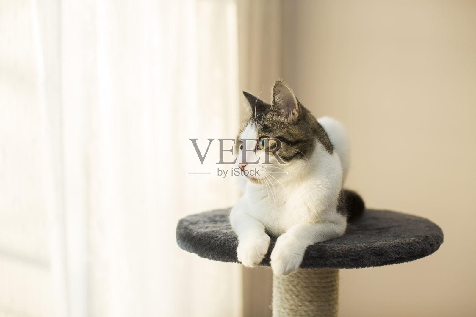 一只猫坐在猫的豪华房子里照片摄影图片