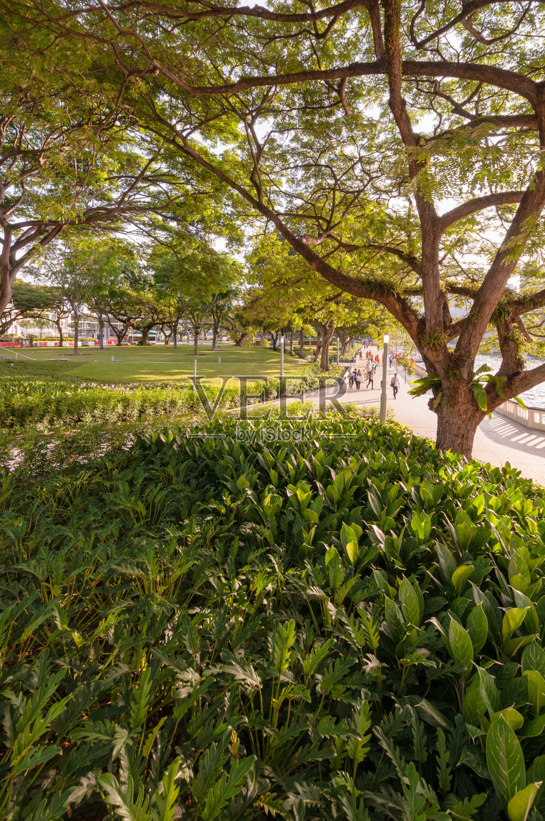 大树下有绿色植物照片摄影图片