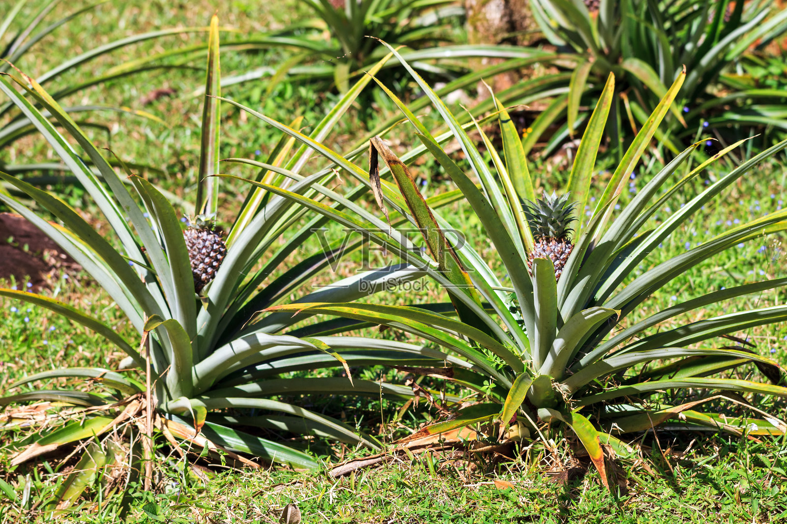 菠萝的植物照片摄影图片