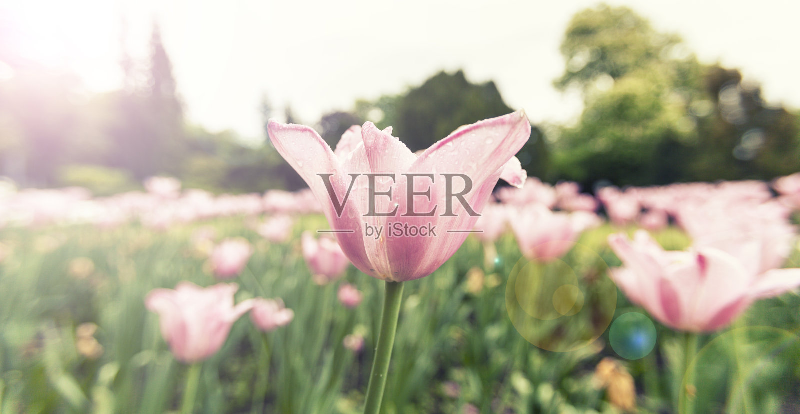 粉色郁金香,花的背景照片摄影图片