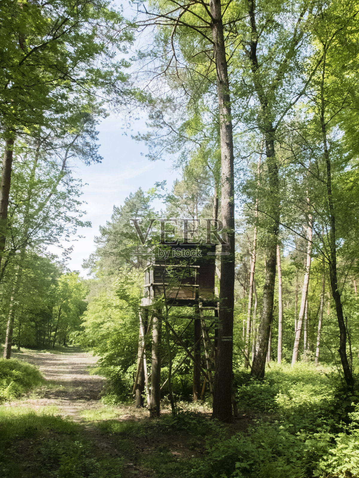 在森林中建造的观鸟狩猎小屋照片摄影图片