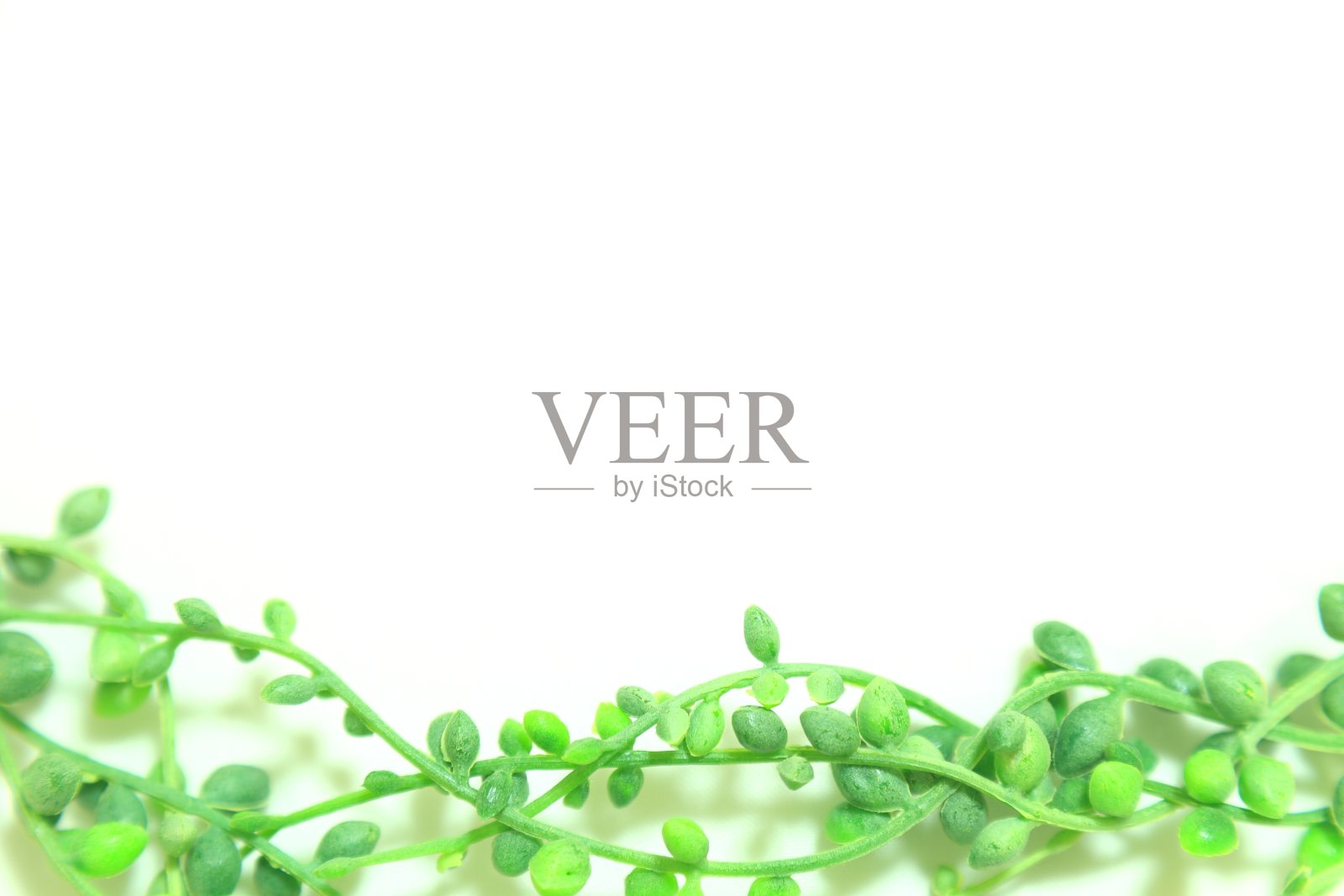 鲜绿的照片摄影图片