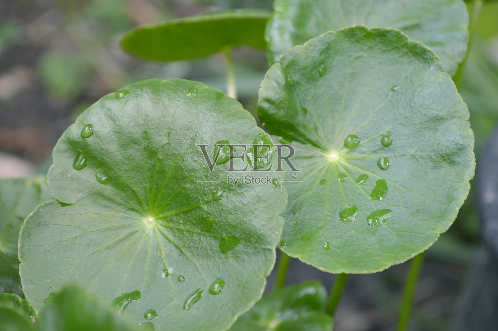 水石莲花的一种照片摄影图片