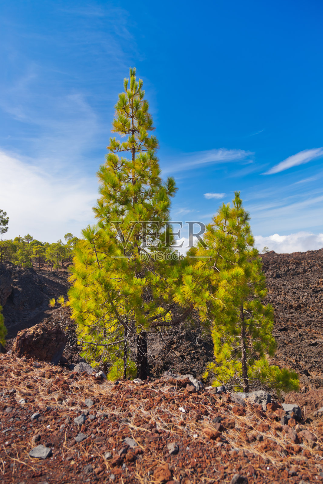 特内里费岛泰德火山附近的森林-加那利照片摄影图片