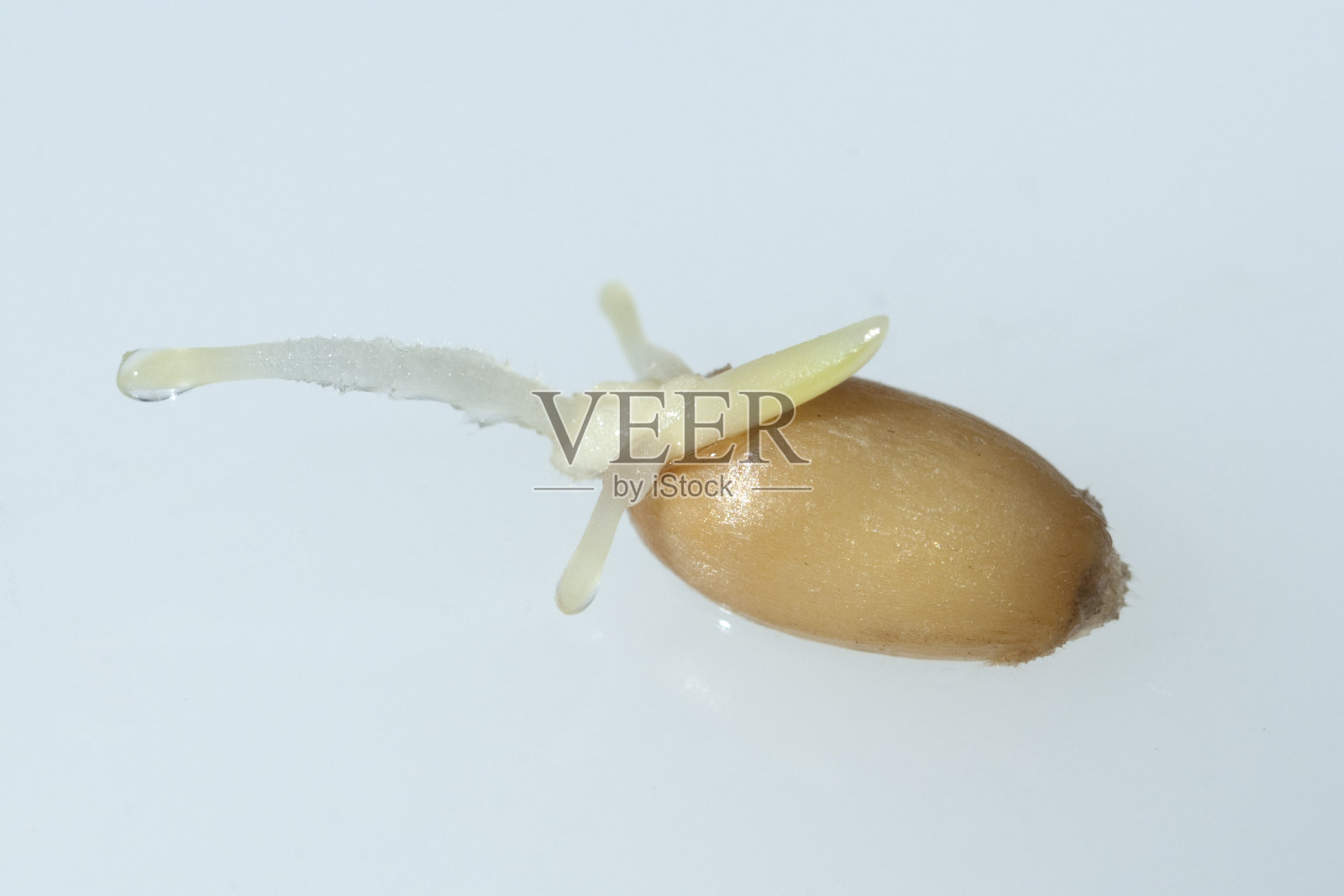 病菌、小麦;小麦属植物,aestivum照片摄影图片