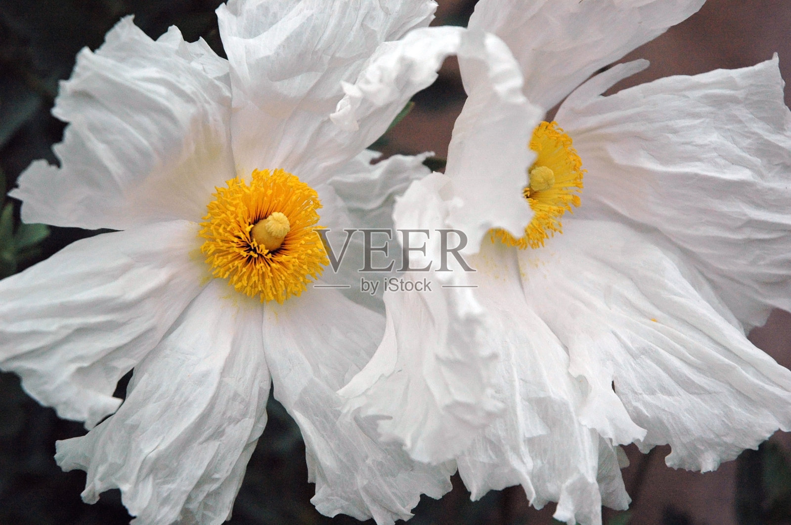 两个白色的花朵照片摄影图片