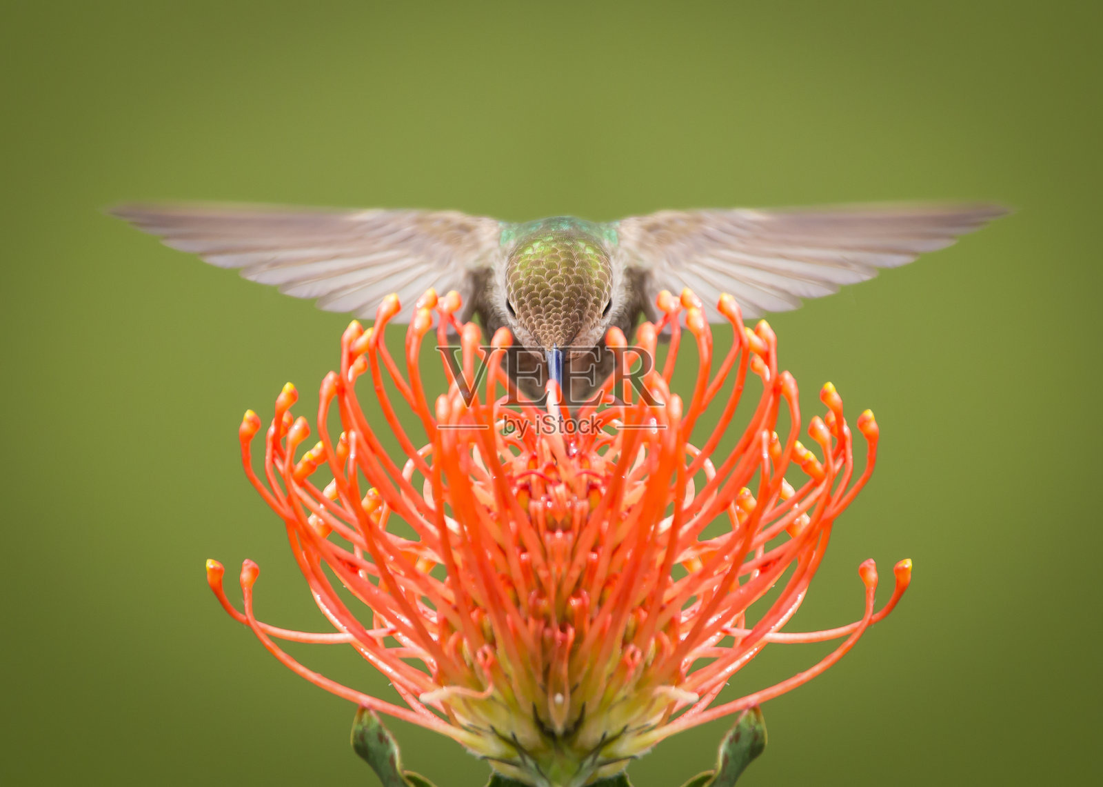 雀鸟照片摄影图片