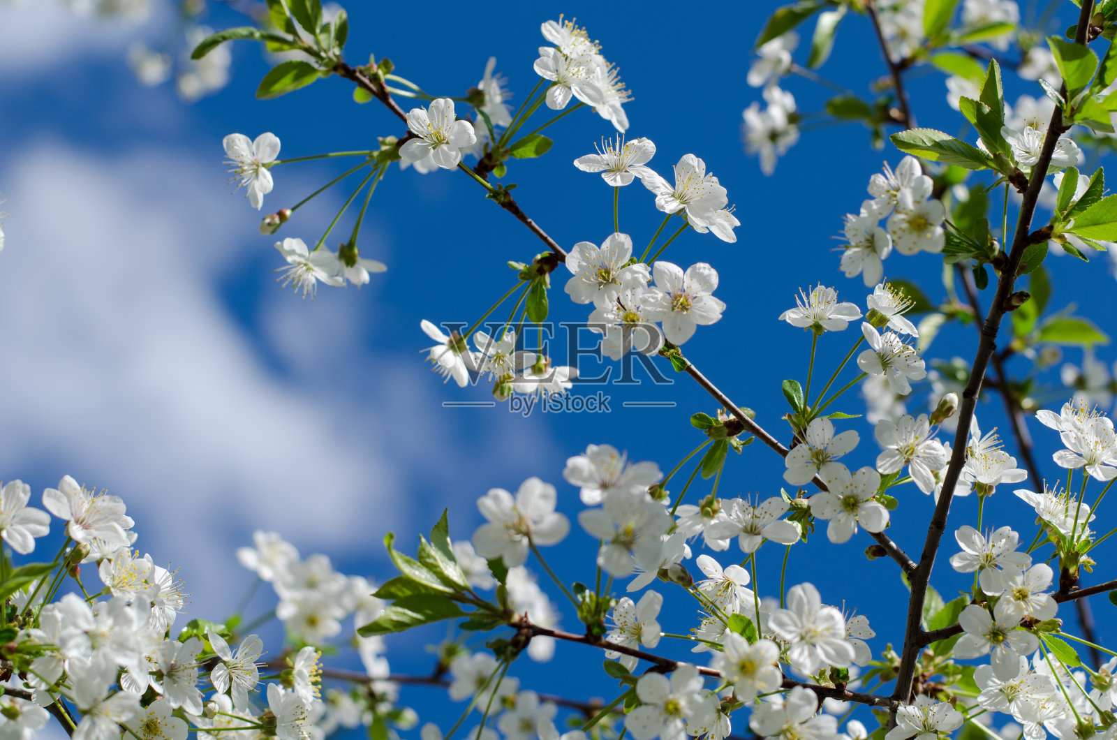 在一个阳光明媚的春天盛开的樱桃树的特写照片摄影图片