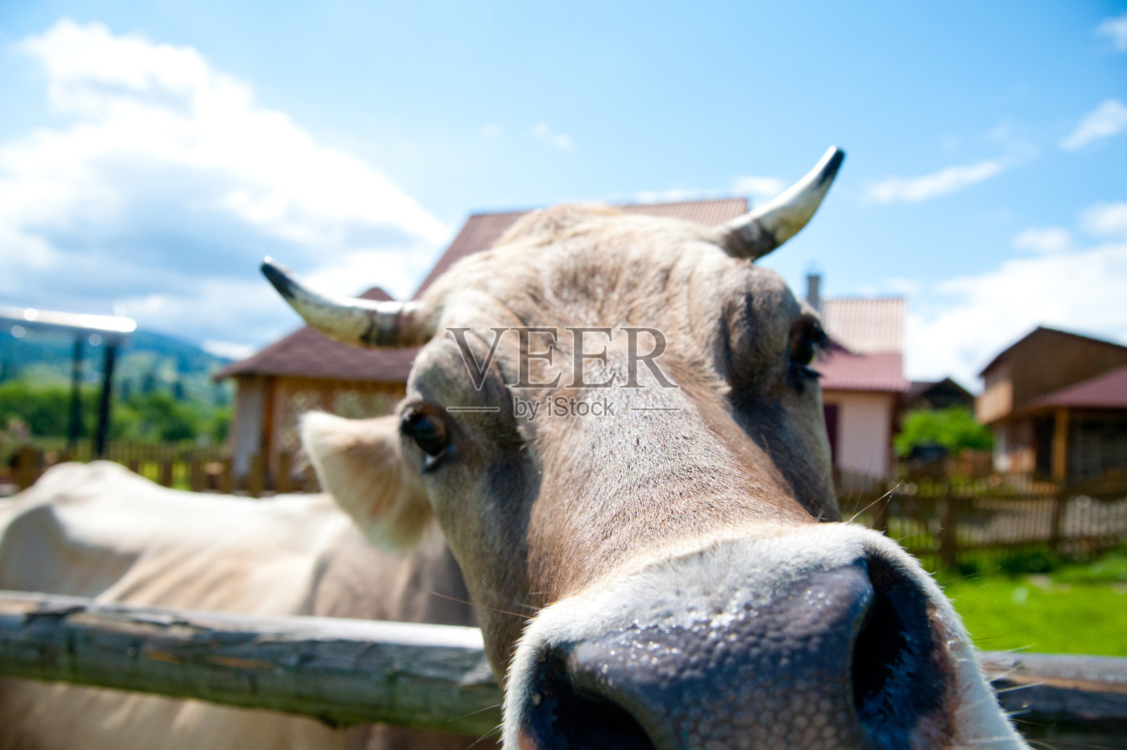 牛关闭照片摄影图片