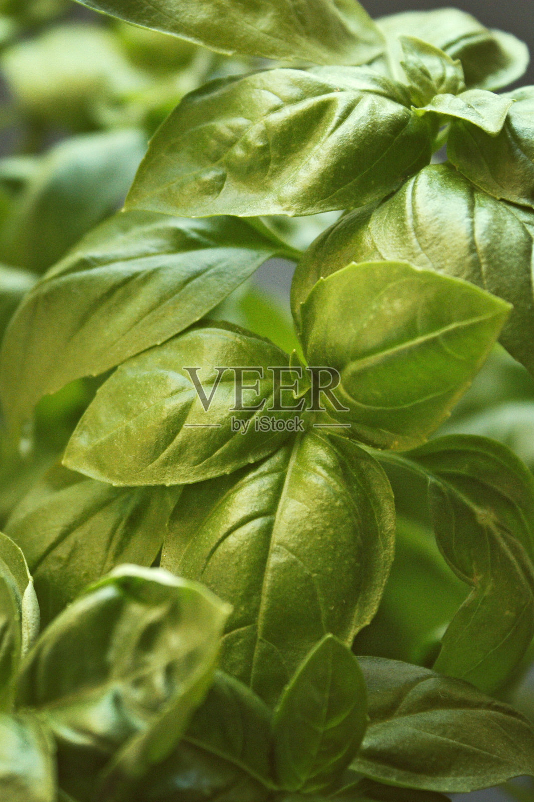 罗勒照片摄影图片