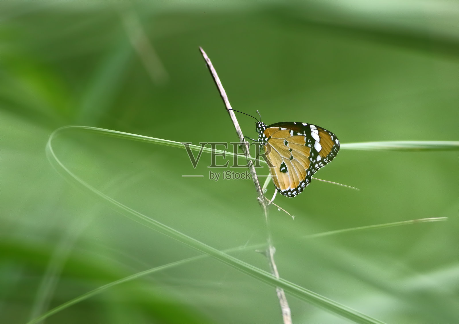 虎蝶(Danaus genutia)照片摄影图片