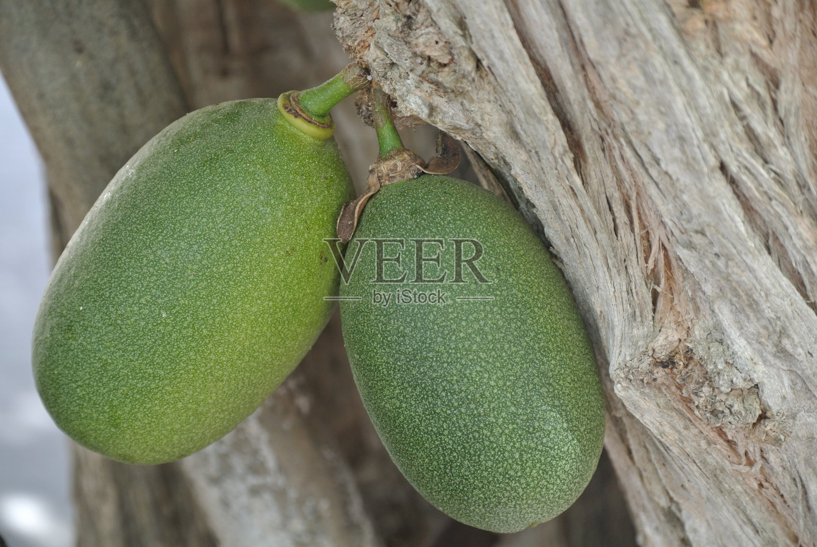 博内尔的葫芦水果照片摄影图片