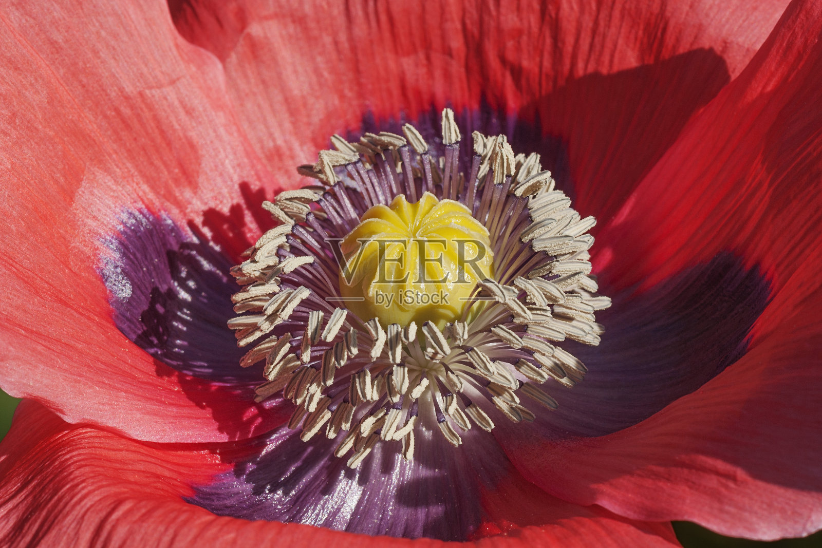 罂粟花照片摄影图片