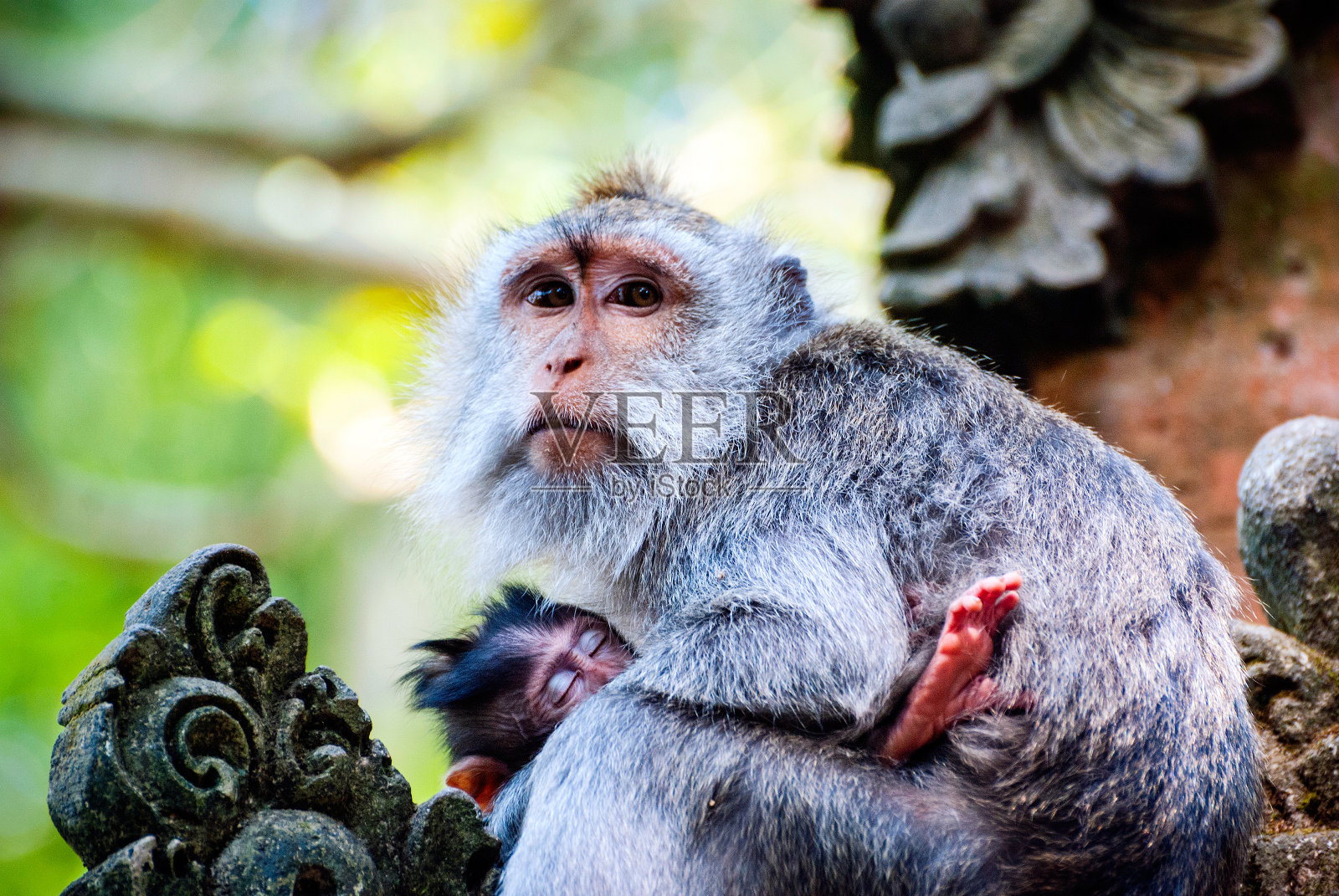 哺乳婴儿的长尾猕猴照片摄影图片