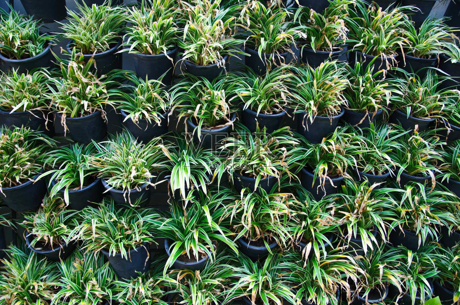 吊兰排照片摄影图片