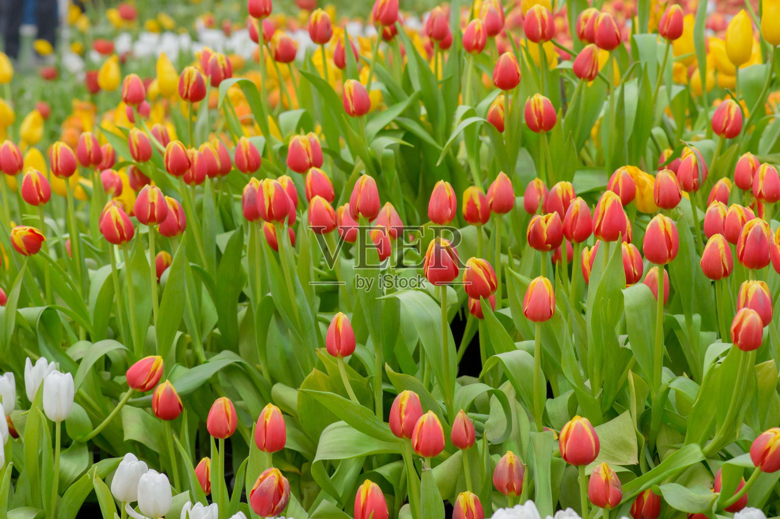 郁金香。一束漂亮的郁金香照片摄影图片