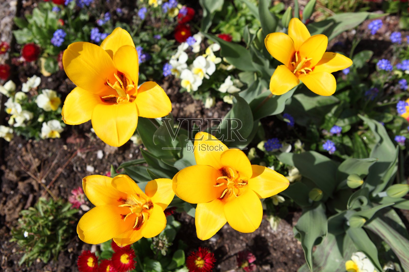 在日光下，种植在路上的黄色郁金香被拍照照片摄影图片